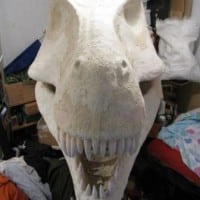 The making of Georges (or The Joy of Rex)