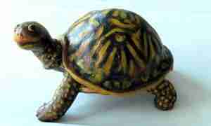 Mexican Sun 4 make a box turtle