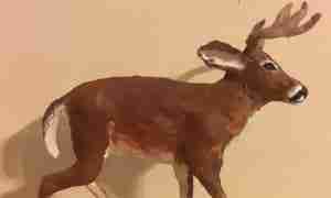 Bongo antelope 3 Bongo antelope